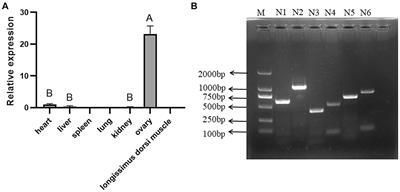 Association between polymorphisms in NOBOX and litter size traits in Xiangsu pigs